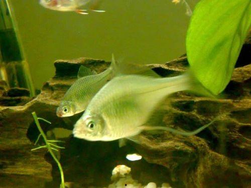 吃瓜小鱼的视频大全下载,趣味横生的娱乐盛宴