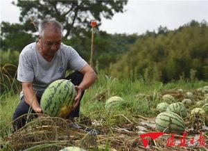 福建安溪吃瓜事件视频,一场引发热议的网络狂欢