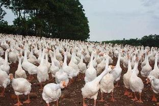 养鹅吃哈密瓜好吗视频,哈密瓜成为鹅儿新宠