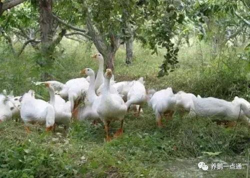 养鹅吃哈密瓜好吗视频,哈密瓜成为鹅儿新宠