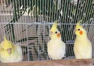 吃瓜视频各种神兽,揭秘网络世界的神秘生物