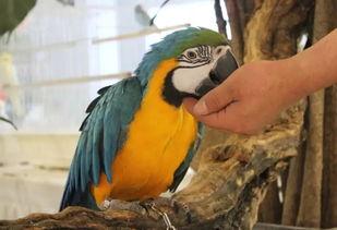 吃瓜视频各种神兽,揭秘网络世界的神秘生物