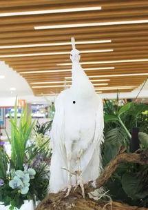 吃瓜视频各种神兽,揭秘网络世界的神秘生物