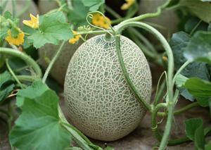 台湾美女吃哈密瓜视频,甜蜜瞬间引网友热议