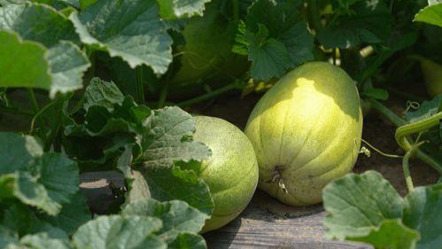 中午一起吃瓜视频,一起见证的欢乐瞬间