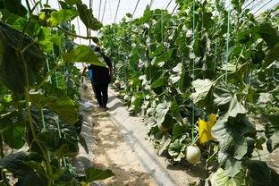 群众吃野瓜视频真实吗,群众吃野瓜视频的真实性探究