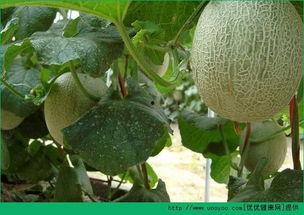 马儿可以吃哈密瓜吗视频,一场跨界美食之旅