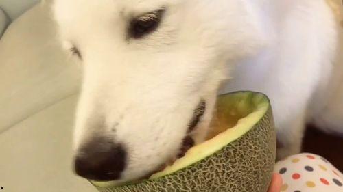 二狗子吃瓜群众视频在线观看,揭秘网络视频背后的热门现象