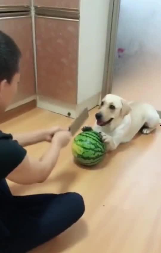 二狗子吃瓜群众视频在线观看,揭秘网络视频背后的热门现象