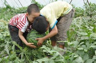 莱芜吃瓜事件头尾视频,视频揭示惊人真相