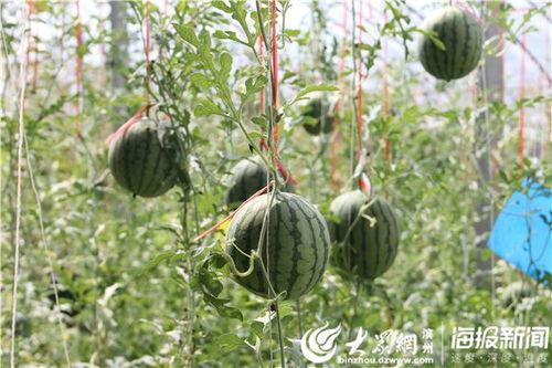 莱芜吃瓜事件头尾视频,视频揭示惊人真相