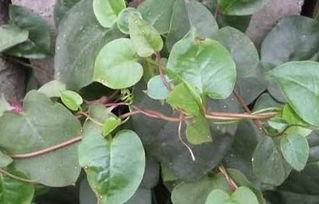 瓜儿藤子怎么吃视频教学,视频教学轻松学会