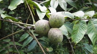 瓜儿藤子怎么吃视频教学,视频教学轻松学会