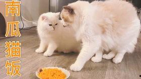 小瓜能给猫吃吗视频教程,视频教程揭秘猫咪饮食奥秘