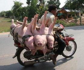 猪小明骑车吃瓜撞车视频,视频曝光引网友热议