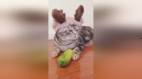 小瓜吃小鱼视频,一场趣味盎然的海洋冒险