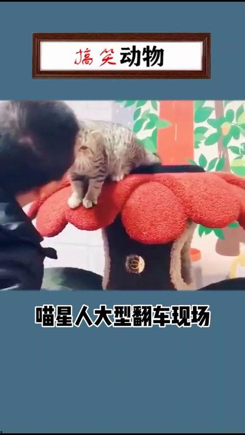 吃瓜翻车搞笑视频大全,笑料百出！吃瓜翻车搞笑视频大盘点