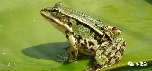 青蛙吃瓜的视频,萌态十足引网友热议