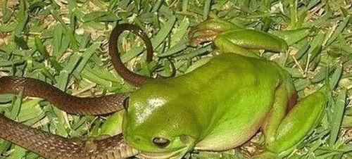 青蛙吃瓜的视频,萌态十足引网友热议