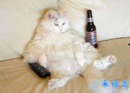 猫七吃哈密瓜搞笑视频,笑料百出萌态十足！