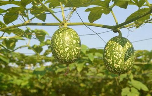 吃吊瓜会早产吗视频,吃吊瓜致早产？揭秘吊瓜与孕期安全之谜