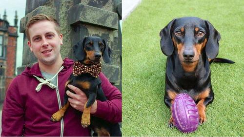 吃瓜群众狗狗视频大全集,吃瓜群众视频大全集精选