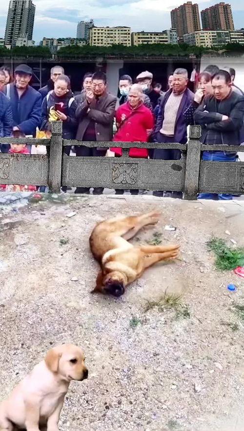 吃瓜群众狗狗视频大全集,吃瓜群众视频大全集精选