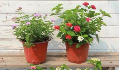 江苏近期的吃瓜事件视频,揭秘网络热议背后的真相