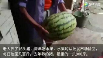 吃瓜群众的视频完整版,一场全民围观的热议事件深度解析