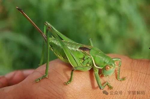 蝈蝈吃不吃拉瓜虫呢视频,揭秘它们是否食用拉瓜虫