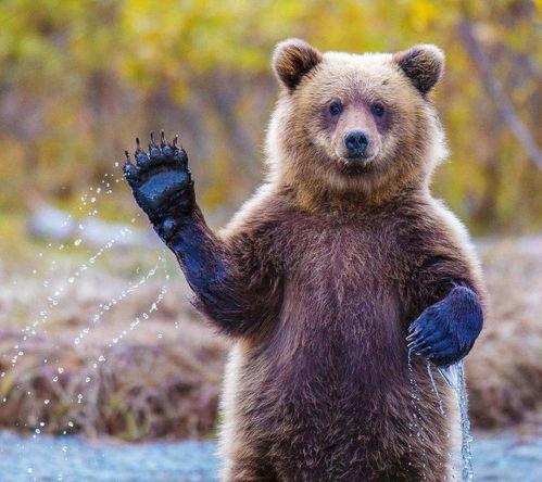 小熊二吃瓜的图片搞笑视频,笑料横生欢乐多