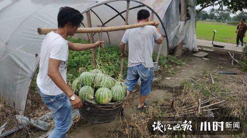 永年产业城吃瓜视频,揭秘吃瓜群众的视角下的产业新城生活