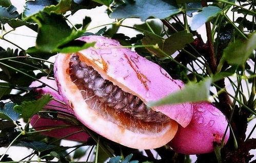 山鸡吃八月瓜好不好呢视频,山鸡食用八月瓜的益处与注意事项