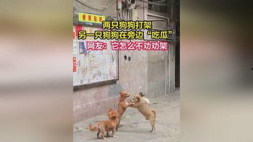 狗打架吃瓜视频,一场激烈的“吃瓜”现场
