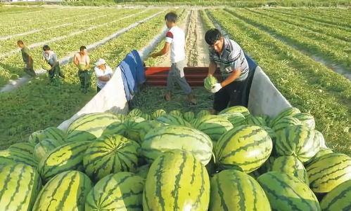 汾阳中汾吃瓜视频,一场全民参与的乡村盛宴