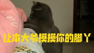 猫吃小瓜视频,喵星人与小瓜的欢乐食记