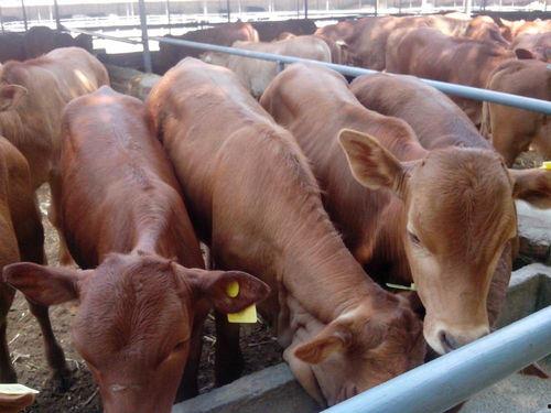 河北最牛吃瓜视频,揭秘幕后故事与网友热议