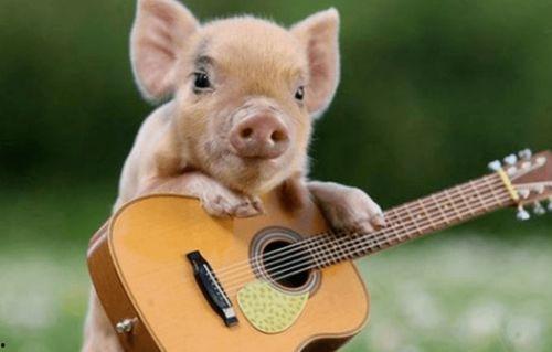 粉色的猪吃瓜视频,趣味视频背后的故事