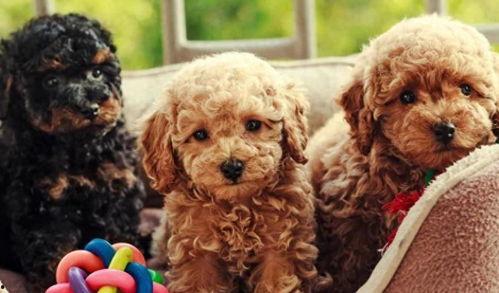 泰迪可以吃大瓜么图片视频,宠物美食新体验