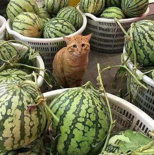 放大点看吃瓜视频,放大视角下的吃瓜视频解析