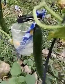 峄城吃瓜事件真相视频大全,揭秘真相背后的视频大全