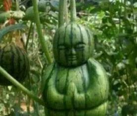 峄城吃瓜事件真相视频大全,揭秘真相背后的视频大全