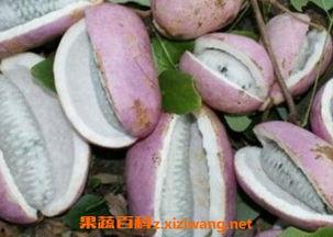 刘二娃吃八月瓜视频大全,趣味横生的八月瓜之旅