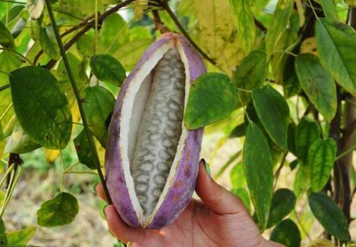 刘二娃吃八月瓜视频大全,趣味横生的八月瓜之旅