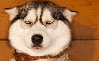 狗头吃瓜视频资源免费,免费视频资源带你笑翻天