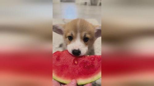 小狗吃瓜素材视频下载,小狗吃瓜萌态瞬间捕捉