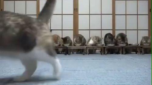 带你吃瓜恐龙视频,揭秘带你吃瓜恐龙的奇幻之旅