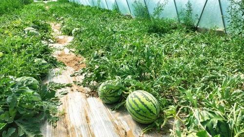 韩城黄河滩的吃瓜视频