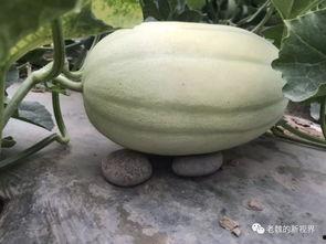 韩城黄河滩的吃瓜视频