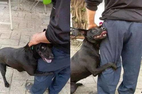 一群吃瓜群狗视频,欢乐无限，一窥宠物界的趣味瞬间